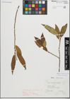 Foto von Salix fragilis L. x Salix triandra L.